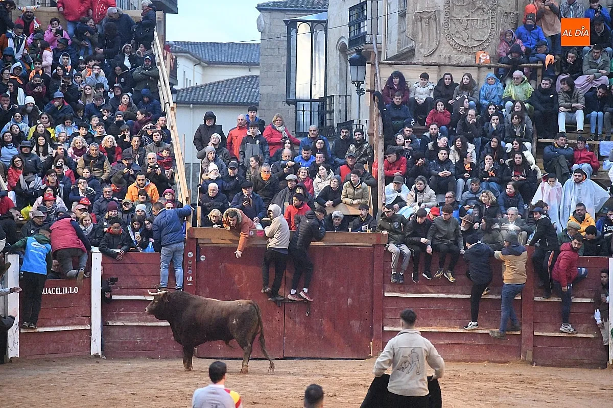 Capea lunes tarde con toros de Juan José Cano Muñoz/ Fotos: Adrián M.Pastor