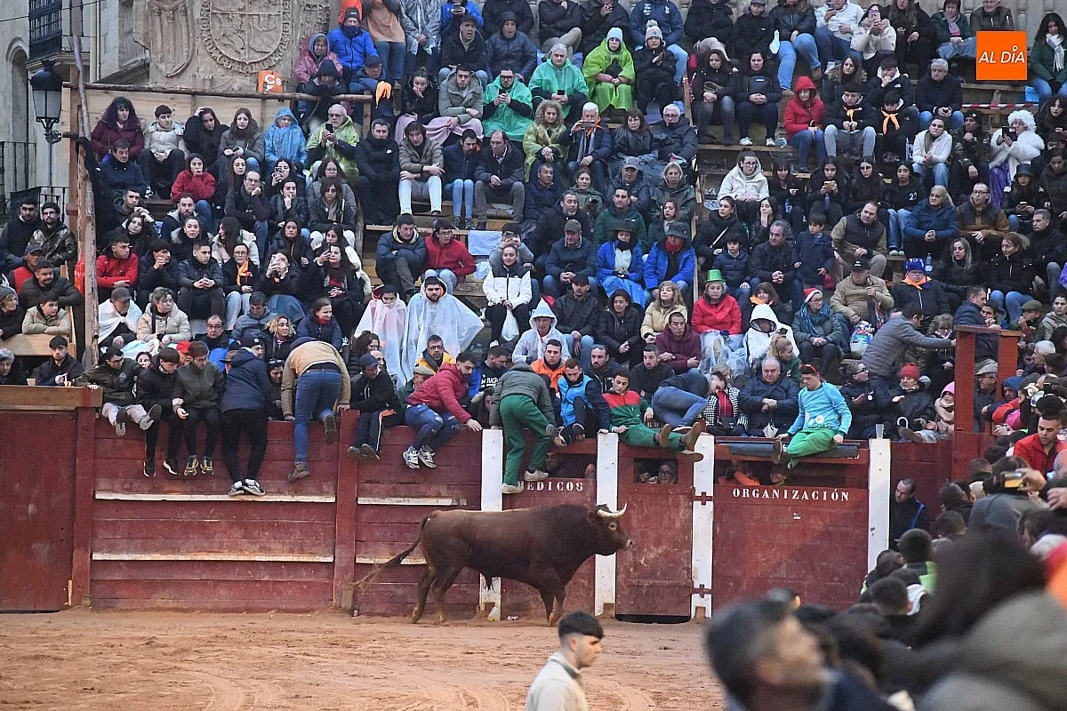 Capea lunes tarde con toros de Juan José Cano Muñoz/ Fotos: Adrián M.Pastor