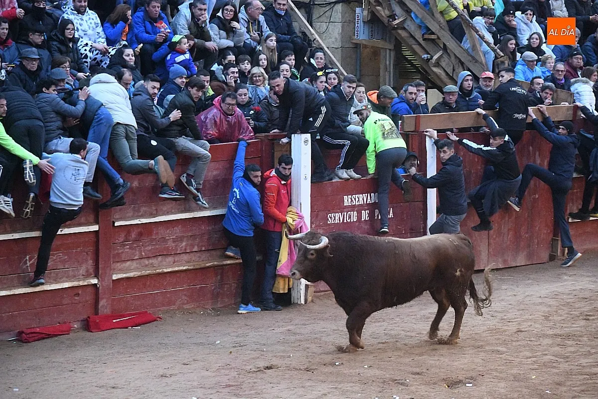 Capea lunes tarde con toros de Juan José Cano Muñoz/ Fotos: Adrián M.Pastor