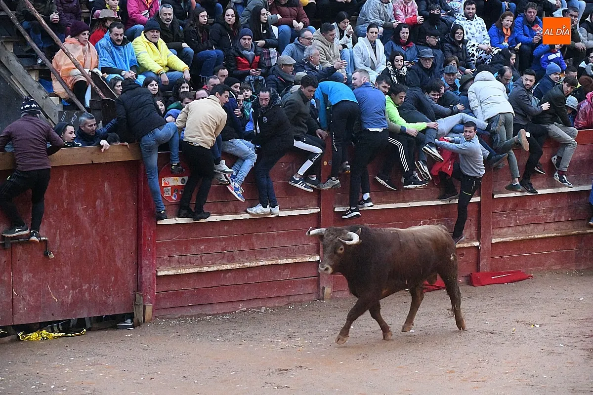 Capea lunes tarde con toros de Juan José Cano Muñoz/ Fotos: Adrián M.Pastor