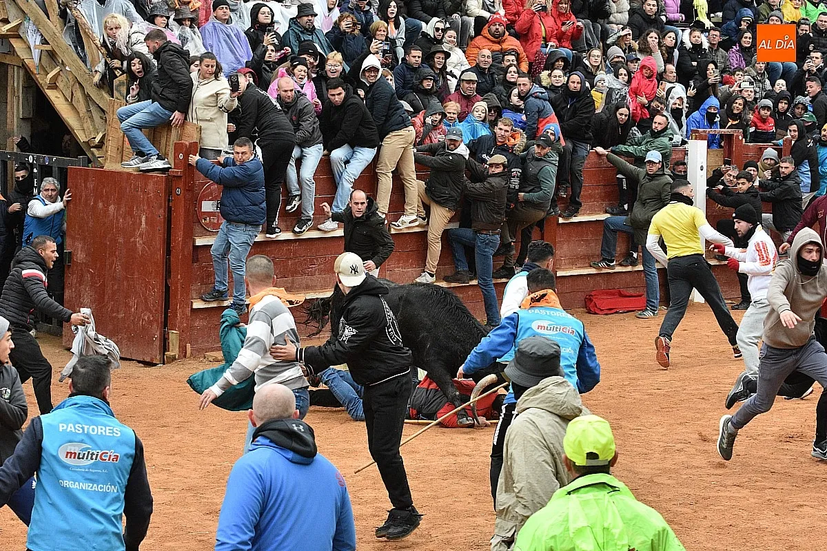 Foto 2 - Los astados de Guadajira completan en la capea y el desencierro su &oacute;ptimo rendimiento matinal