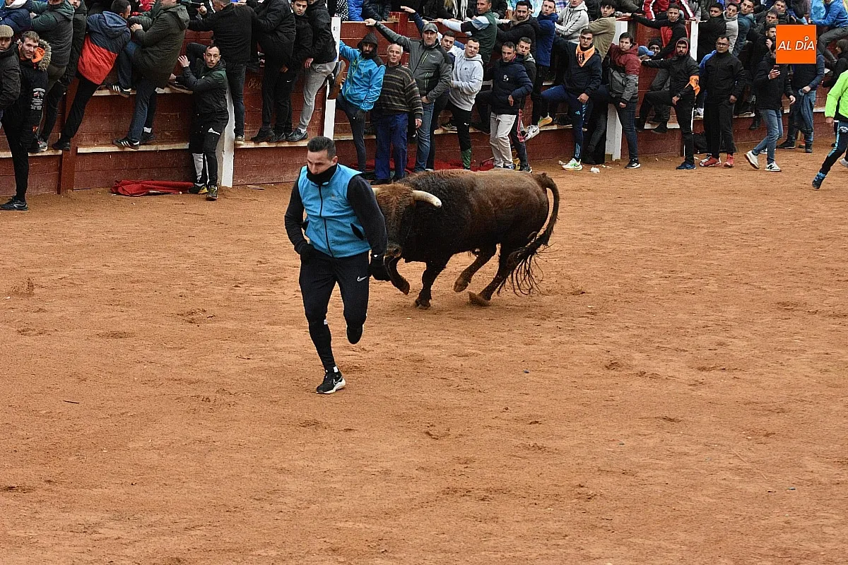 Foto 11 - Los astados de Guadajira completan en la capea y el desencierro su &oacute;ptimo rendimiento matinal