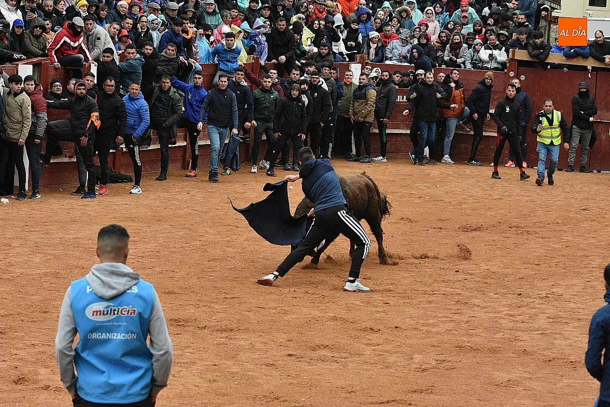 Foto 12 - Los astados de Guadajira completan en la capea y el desencierro su &oacute;ptimo rendimiento matinal