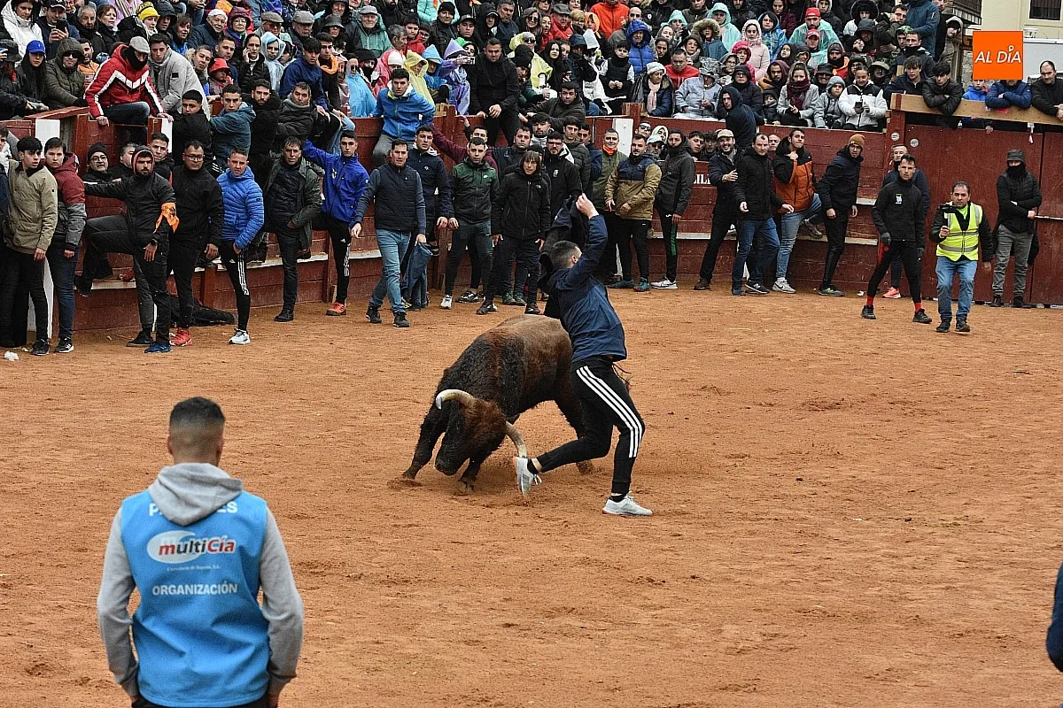 Foto 13 - Los astados de Guadajira completan en la capea y el desencierro su &oacute;ptimo rendimiento matinal