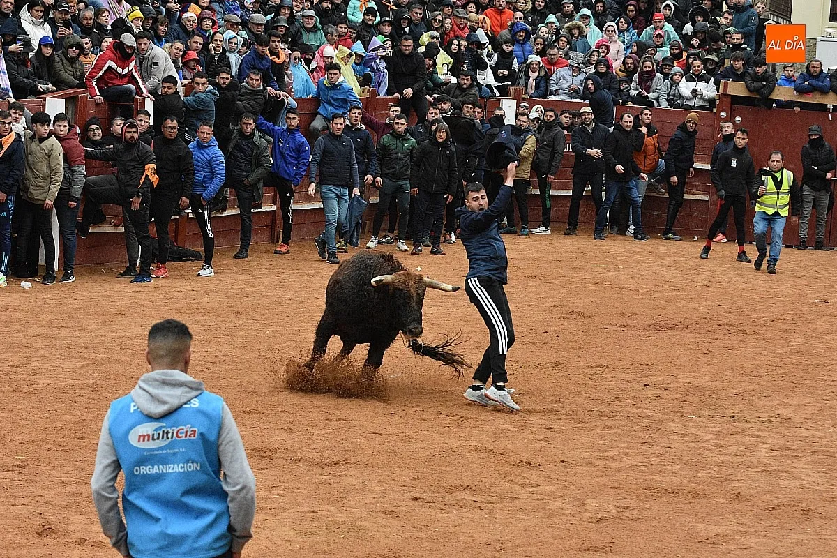 Foto 14 - Los astados de Guadajira completan en la capea y el desencierro su &oacute;ptimo rendimiento matinal