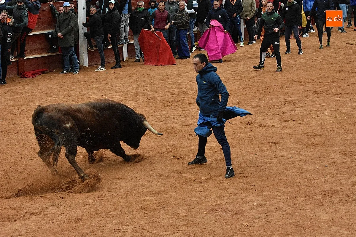 Foto 15 - Los astados de Guadajira completan en la capea y el desencierro su &oacute;ptimo rendimiento matinal