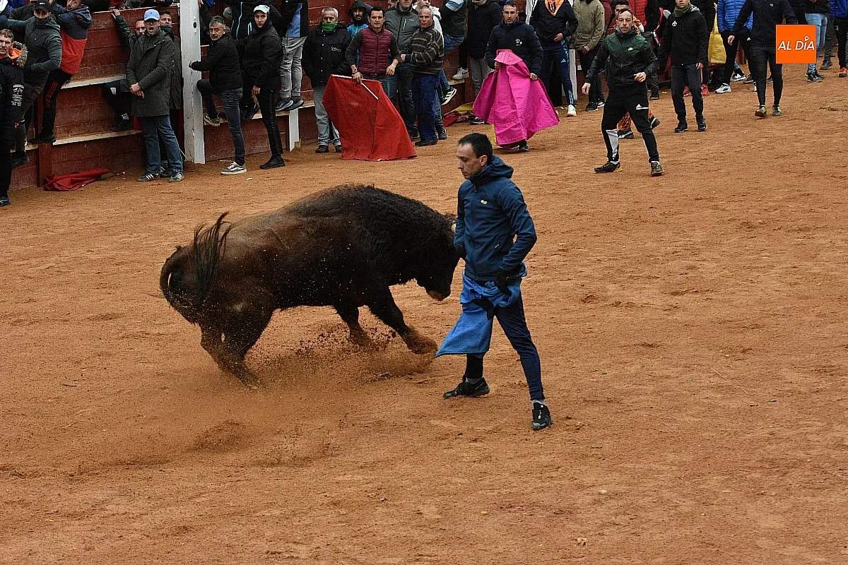 Foto 16 - Los astados de Guadajira completan en la capea y el desencierro su &oacute;ptimo rendimiento matinal