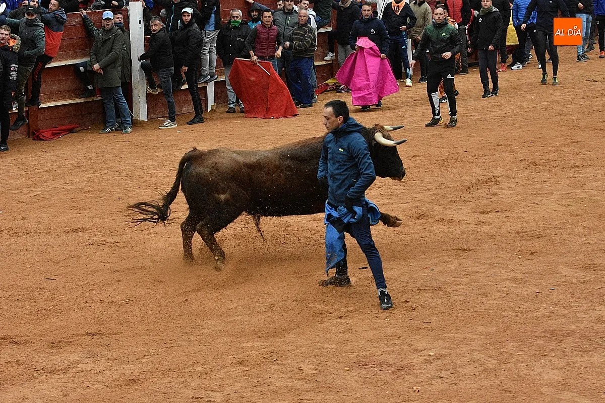Foto 17 - Los astados de Guadajira completan en la capea y el desencierro su &oacute;ptimo rendimiento matinal