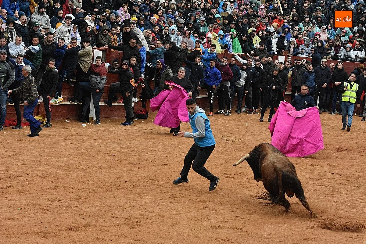 Foto 18 - Los astados de Guadajira completan en la capea y el desencierro su &oacute;ptimo rendimiento matinal