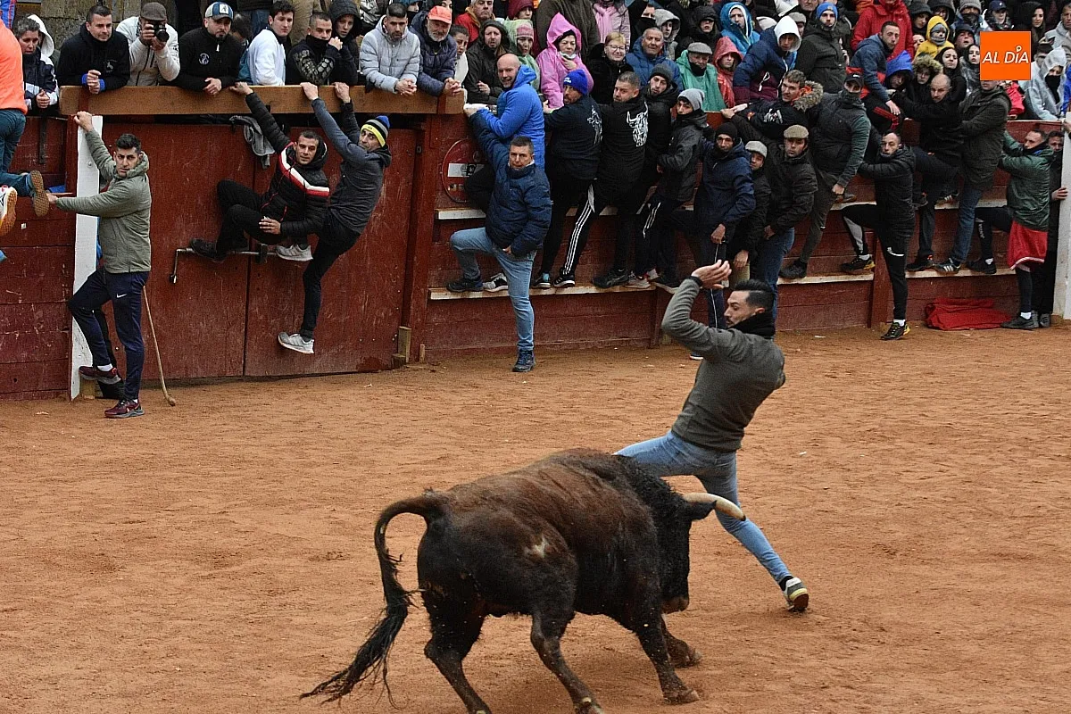Foto 3 - Los astados de Guadajira completan en la capea y el desencierro su &oacute;ptimo rendimiento matinal