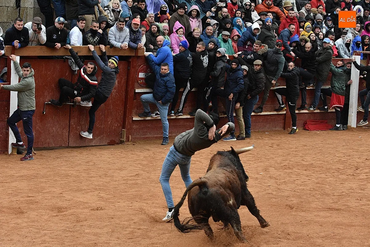 Foto 4 - Los astados de Guadajira completan en la capea y el desencierro su &oacute;ptimo rendimiento matinal