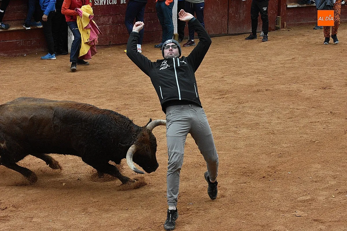 Foto 5 - Los astados de Guadajira completan en la capea y el desencierro su &oacute;ptimo rendimiento matinal