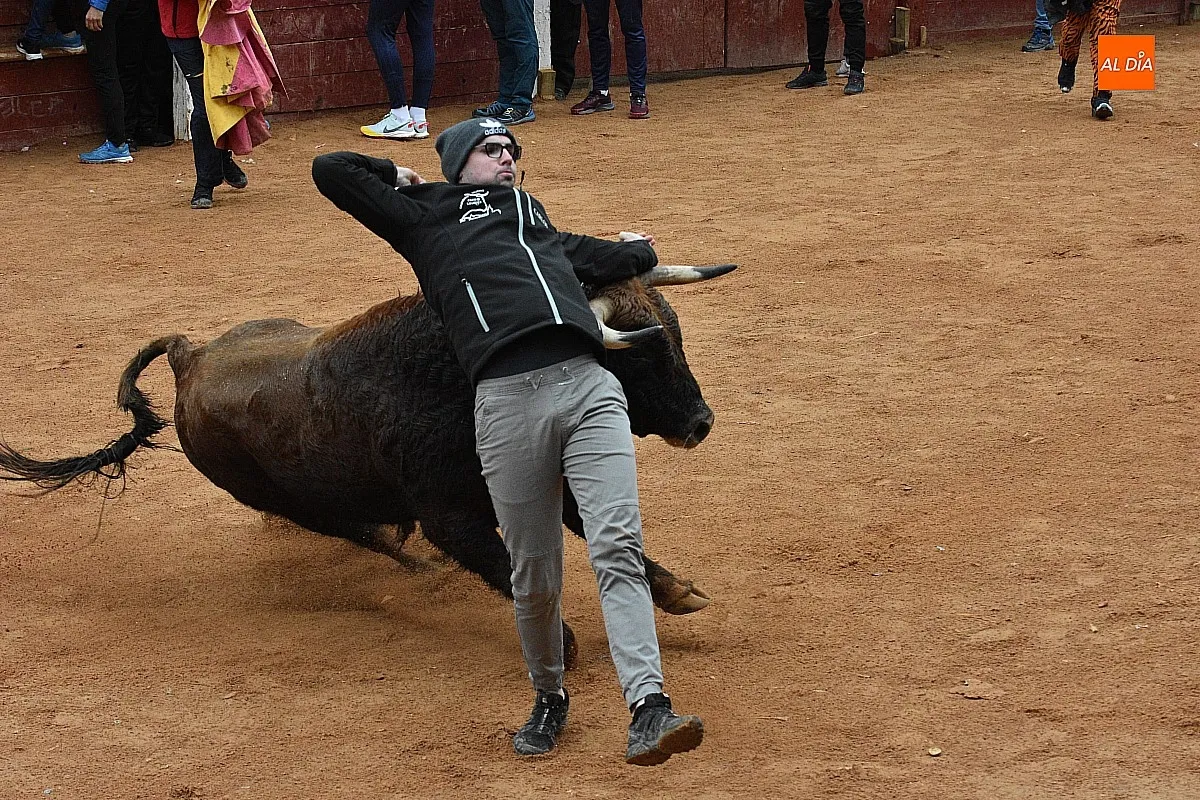Foto 6 - Los astados de Guadajira completan en la capea y el desencierro su &oacute;ptimo rendimiento matinal