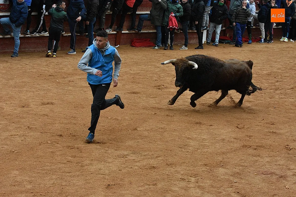 Foto 7 - Los astados de Guadajira completan en la capea y el desencierro su &oacute;ptimo rendimiento matinal