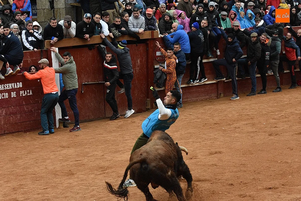 Foto 8 - Los astados de Guadajira completan en la capea y el desencierro su &oacute;ptimo rendimiento matinal