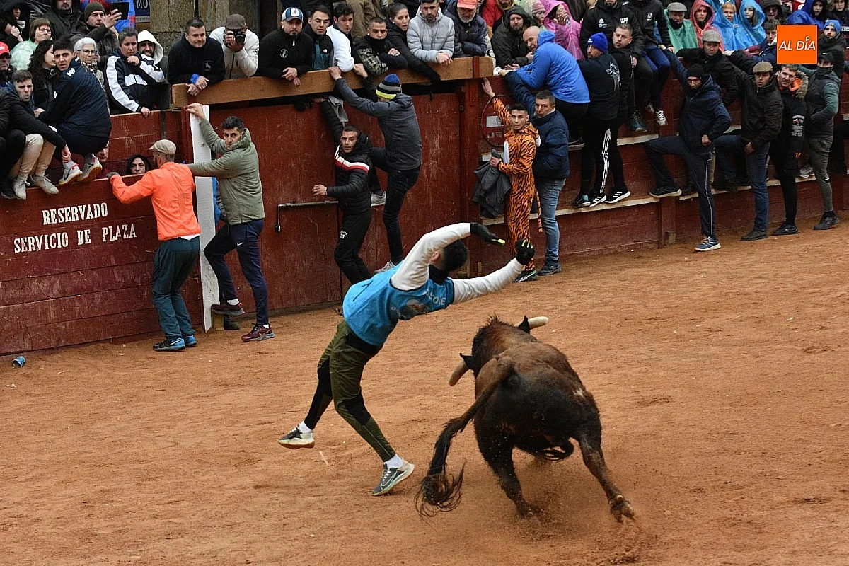 Foto 9 - Los astados de Guadajira completan en la capea y el desencierro su &oacute;ptimo rendimiento matinal