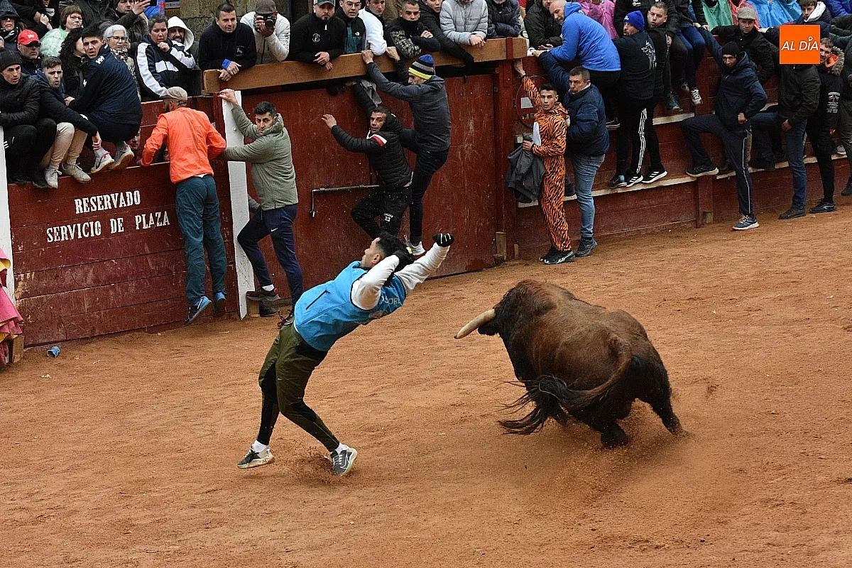 Foto 10 - Los astados de Guadajira completan en la capea y el desencierro su &oacute;ptimo rendimiento matinal