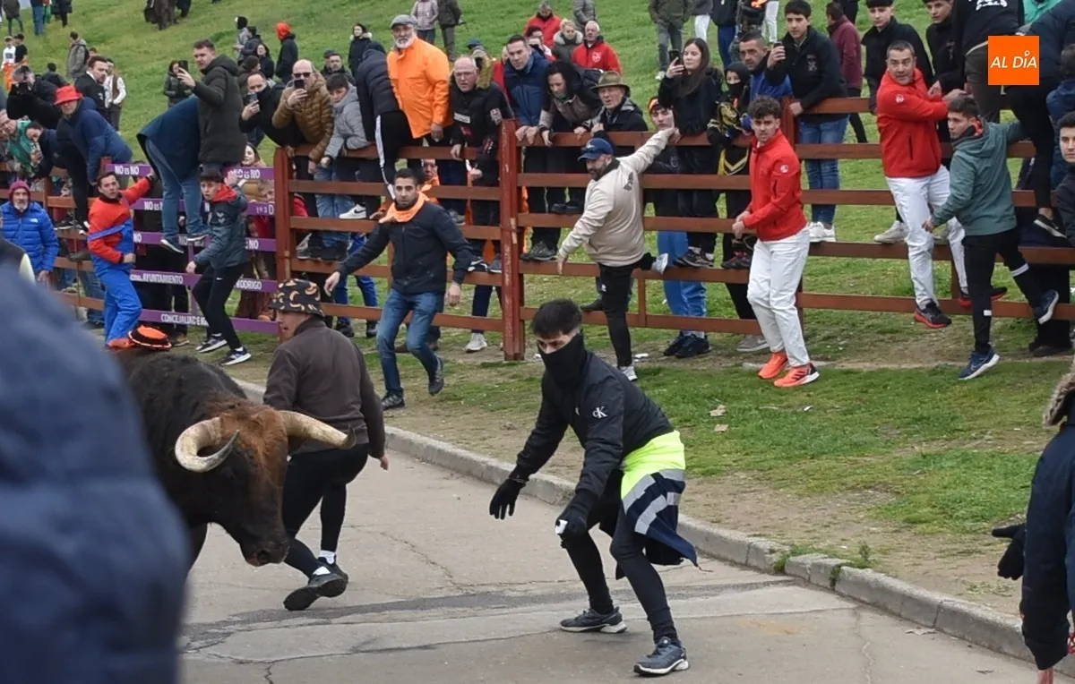 Toro del Antruejo en el Carnaval de Ciudad Rodrigo / Fotos: Javier Antúnez y David Rodríguez