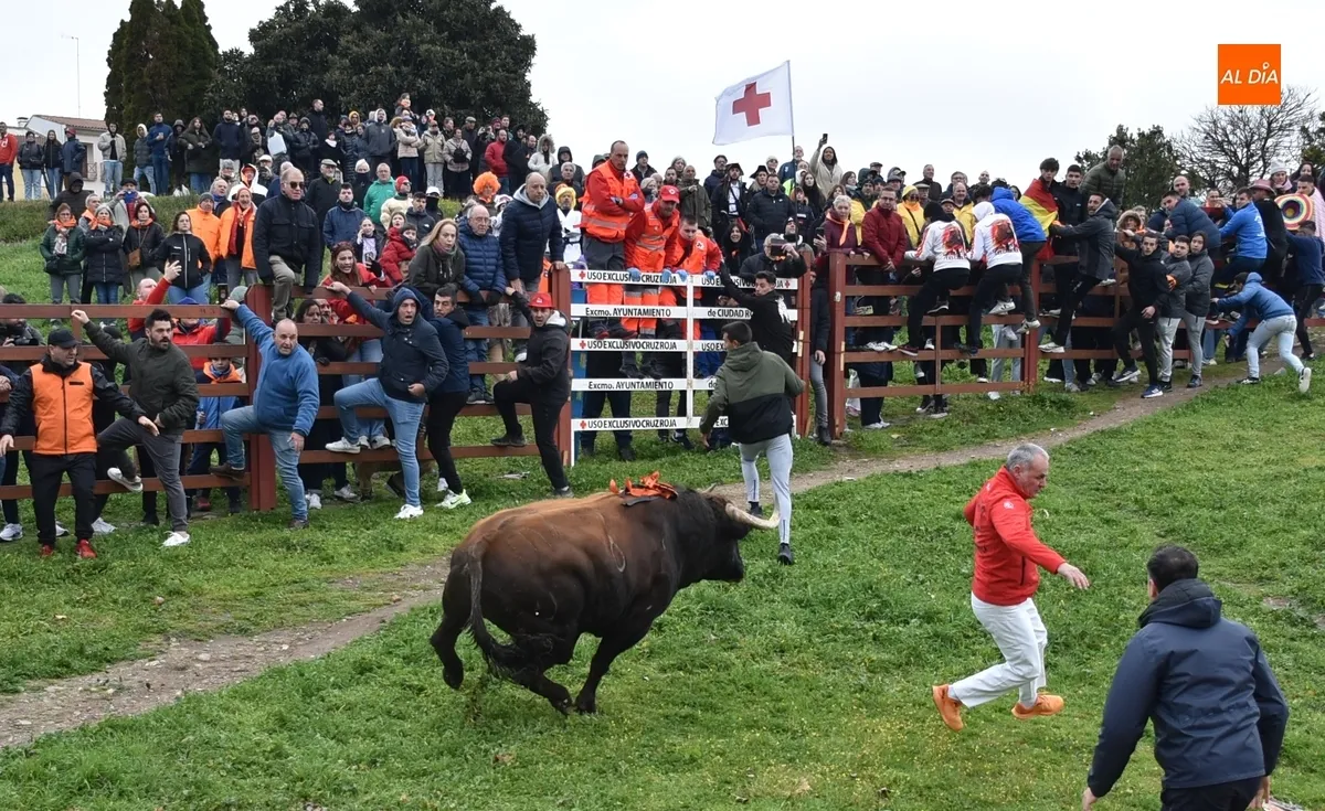 Toro del Antruejo en el Carnaval de Ciudad Rodrigo / Fotos: Javier Antúnez y David Rodríguez