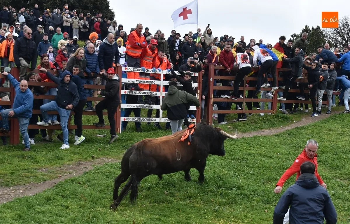 Toro del Antruejo en el Carnaval de Ciudad Rodrigo / Fotos: Javier Antúnez y David Rodríguez