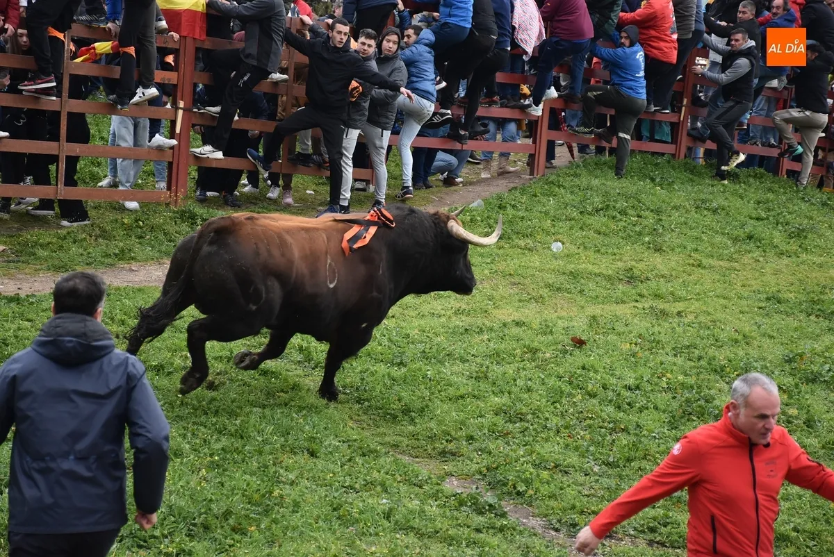 Toro del Antruejo en el Carnaval de Ciudad Rodrigo / Fotos: Javier Antúnez y David Rodríguez