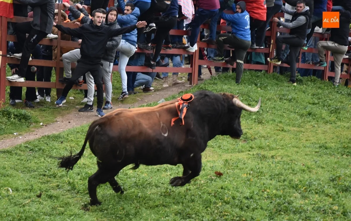 Toro del Antruejo en el Carnaval de Ciudad Rodrigo / Fotos: Javier Antúnez y David Rodríguez