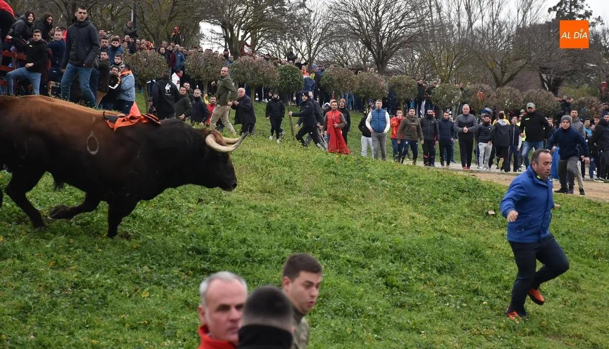 Toro del Antruejo en el Carnaval de Ciudad Rodrigo / Fotos: Javier Antúnez y David Rodríguez