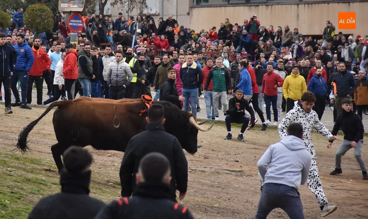 Toro del Antruejo en el Carnaval de Ciudad Rodrigo / Fotos: Javier Antúnez y David Rodríguez