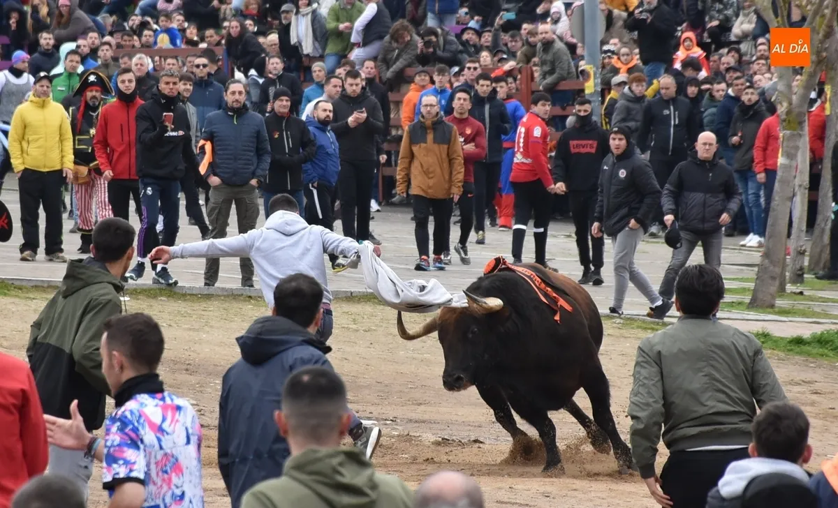 Toro del Antruejo en el Carnaval de Ciudad Rodrigo / Fotos: Javier Antúnez y David Rodríguez