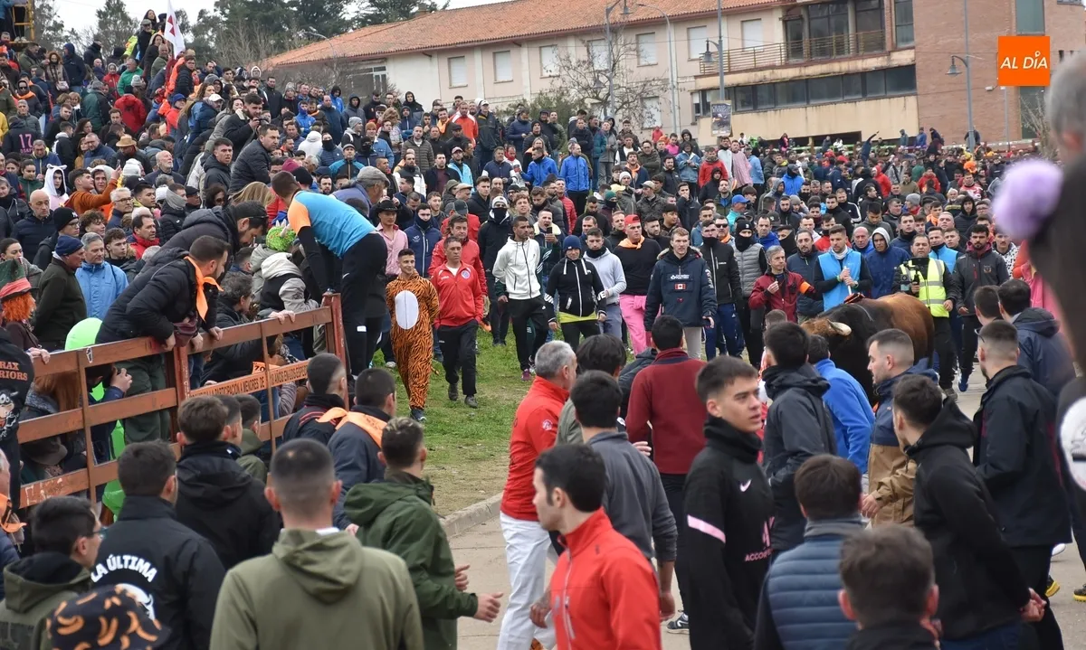 Toro del Antruejo en el Carnaval de Ciudad Rodrigo / Fotos: Javier Antúnez y David Rodríguez