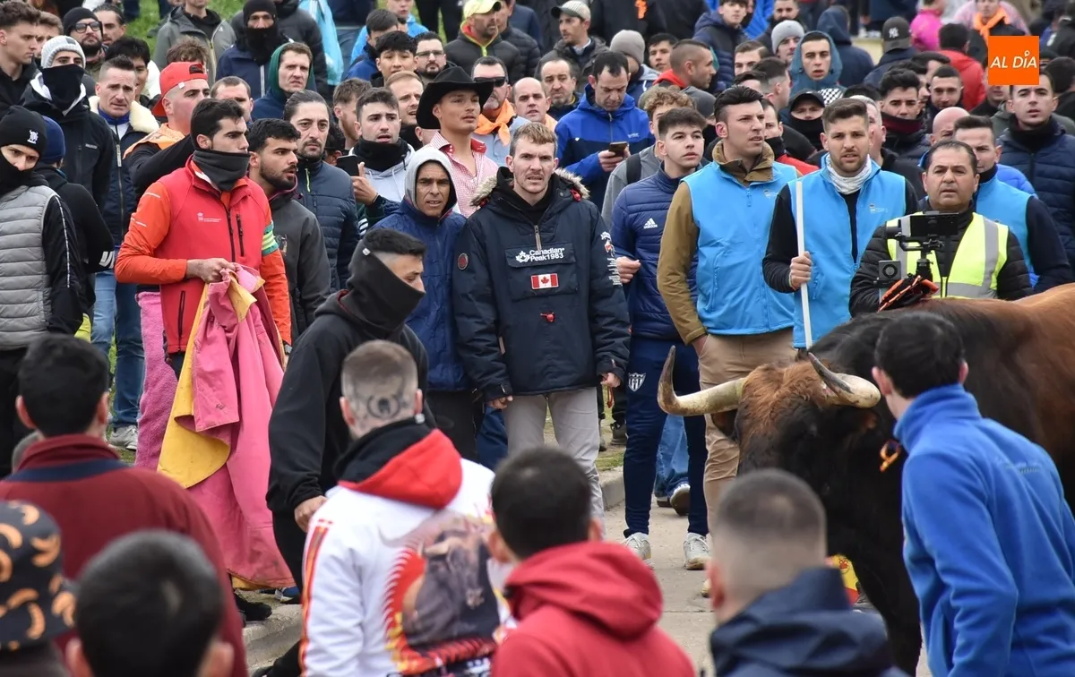 Toro del Antruejo en el Carnaval de Ciudad Rodrigo / Fotos: Javier Antúnez y David Rodríguez