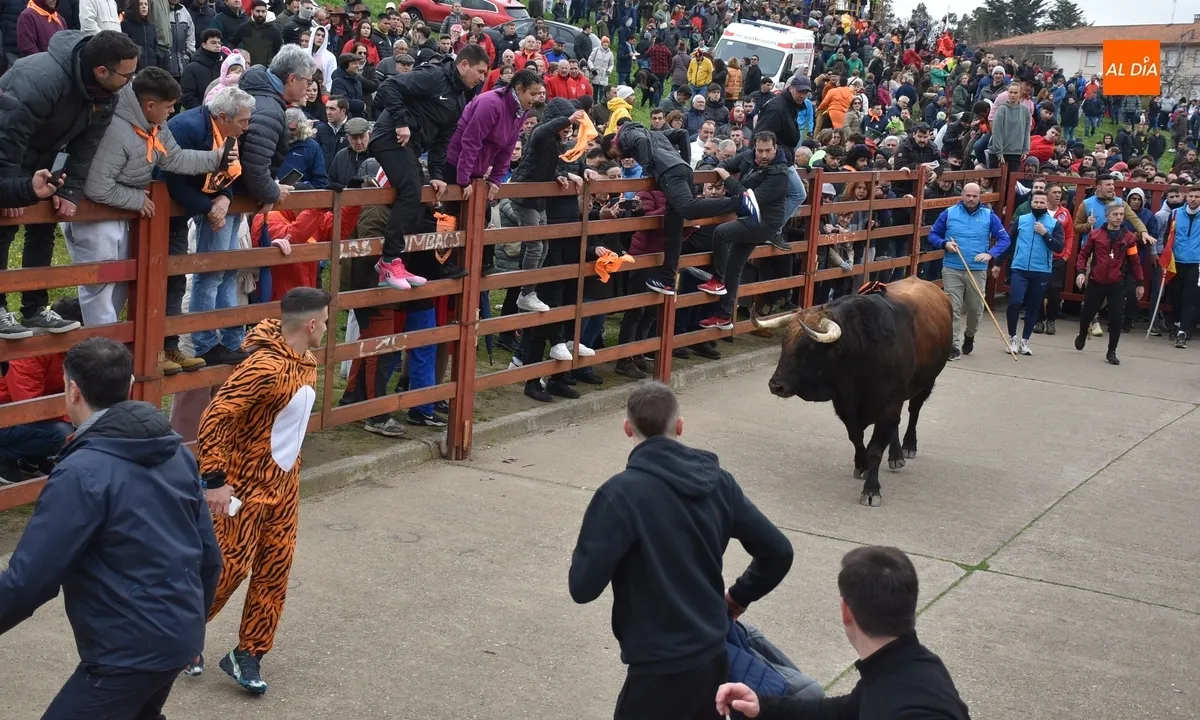 Toro del Antruejo en el Carnaval de Ciudad Rodrigo / Fotos: Javier Antúnez y David Rodríguez