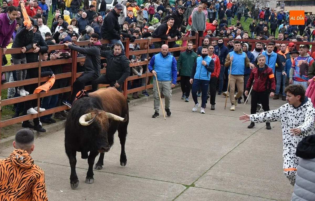 Toro del Antruejo en el Carnaval de Ciudad Rodrigo / Fotos: Javier Antúnez y David Rodríguez