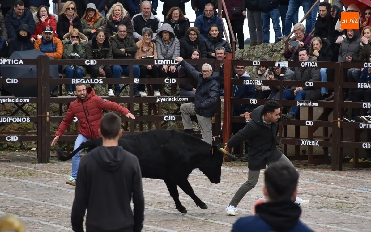 Foto 3 - La capea de vaquillas remata, tambi&eacute;n con gotas de lluvia, el apartado taurino del Carnaval 2025