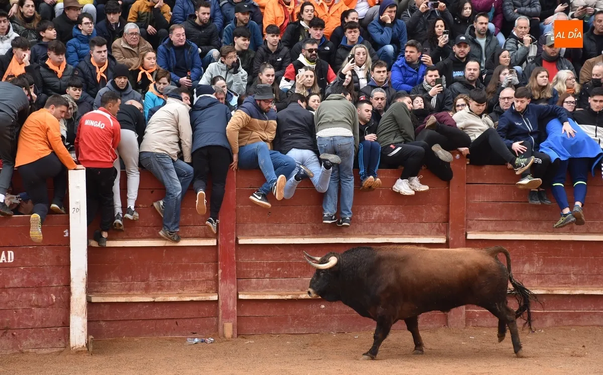 Foto 6 - Buen juego aparte del drama en una capea que dio paso, tras un retraso, a un correcto desencierro