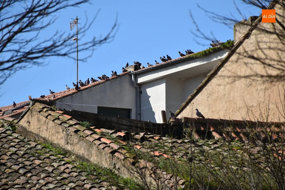 Foto 3 - Preocupaci&oacute;n por la insalubridad generada por numerosas aves en el coraz&oacute;n de San Crist&oacute;bal