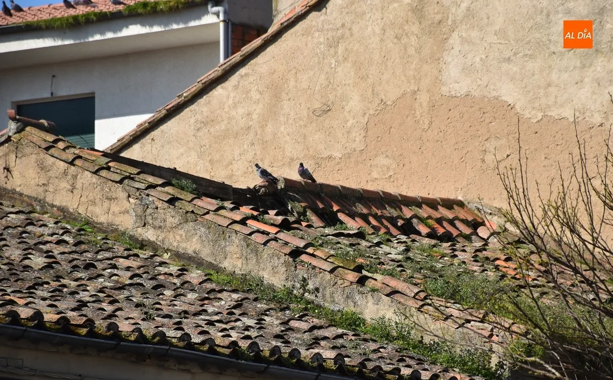 Foto 2 - Preocupaci&oacute;n por la insalubridad generada por numerosas aves en el coraz&oacute;n de San Crist&oacute;bal