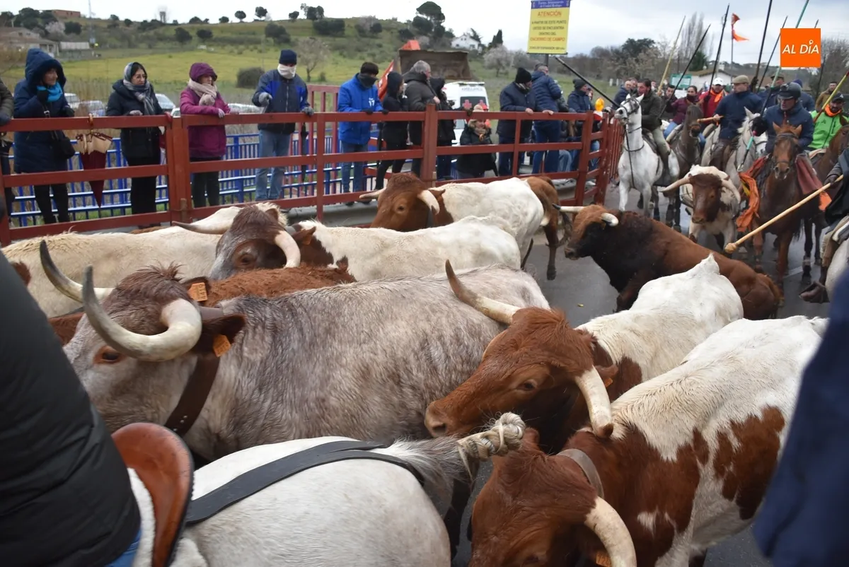 Encierro a Caballo Carnaval del Toro Ciudad Rodrigo
