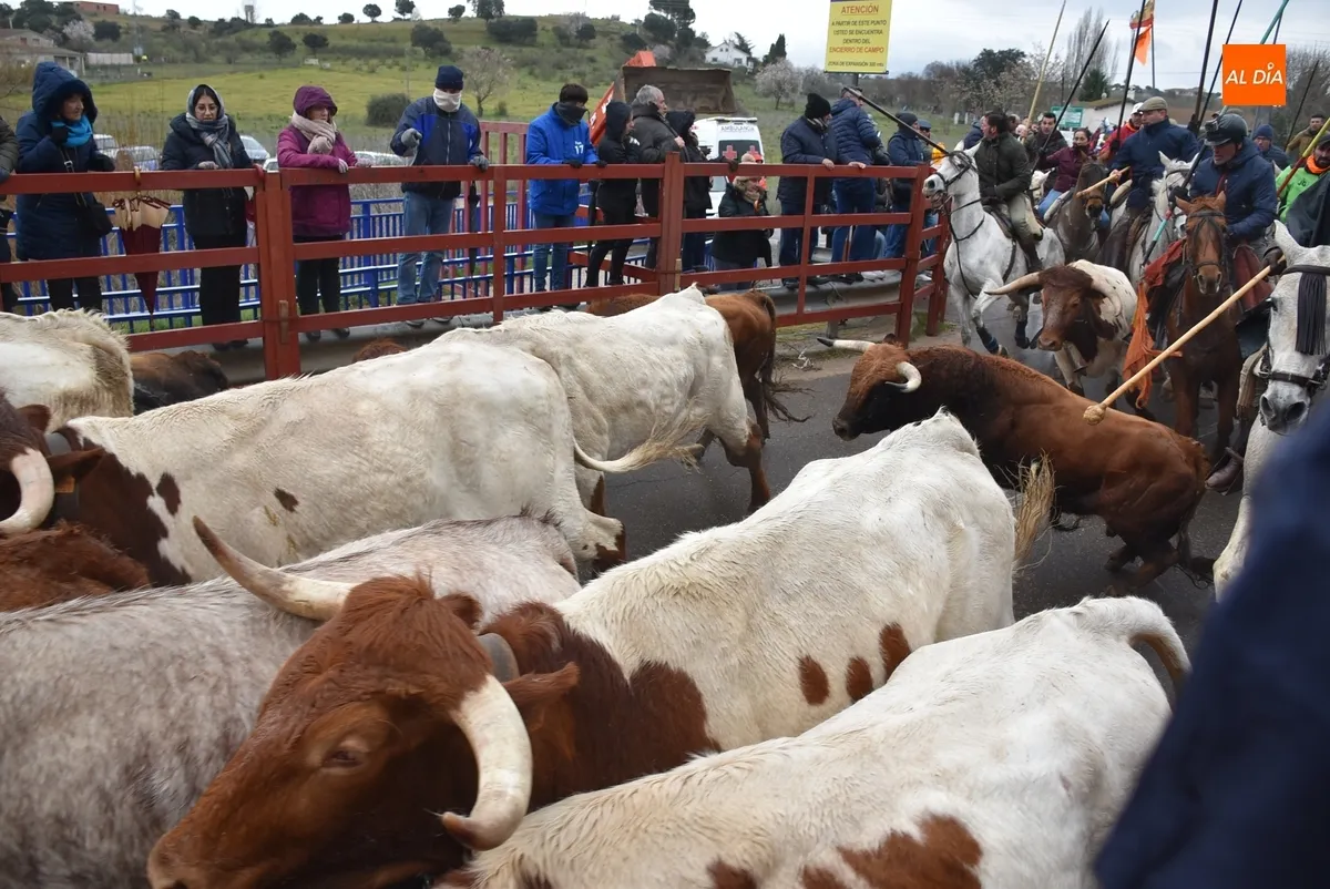 Encierro a Caballo Carnaval del Toro Ciudad Rodrigo