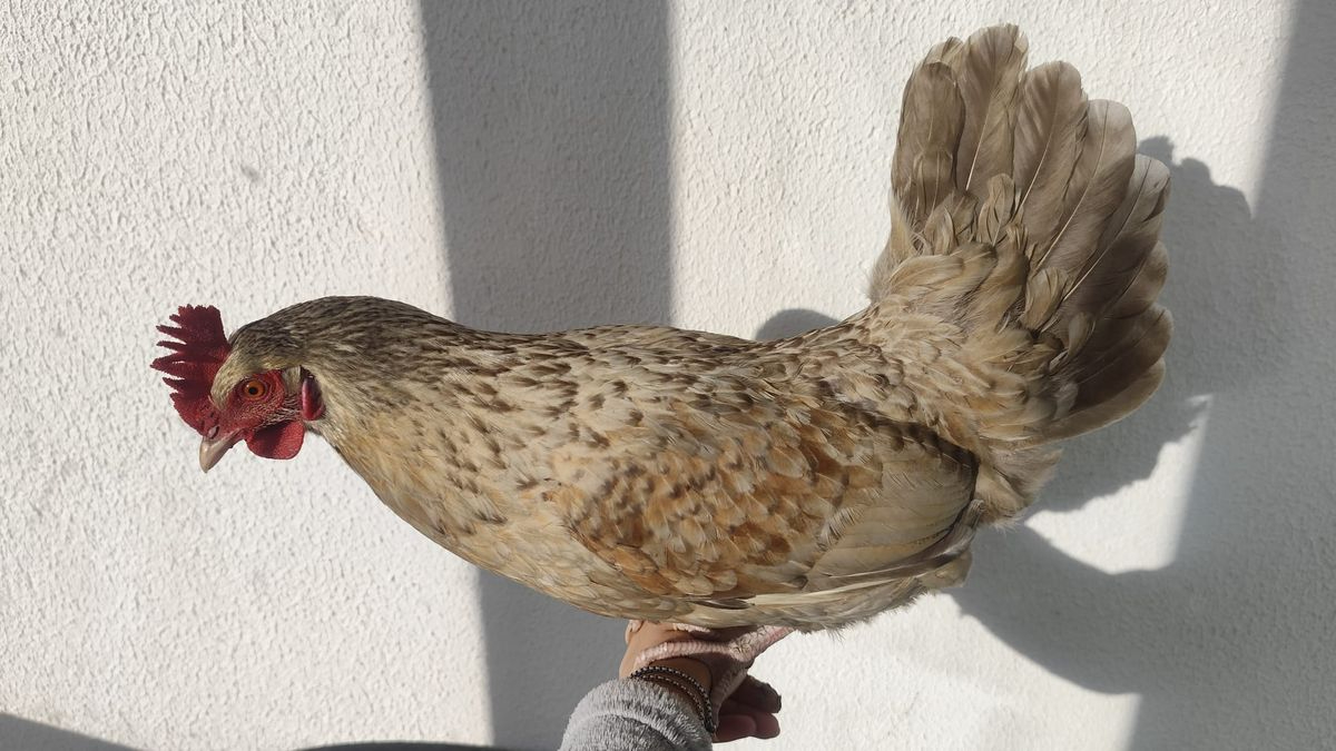 Rescatada con éxito la gallina que deambulaba por la A-66