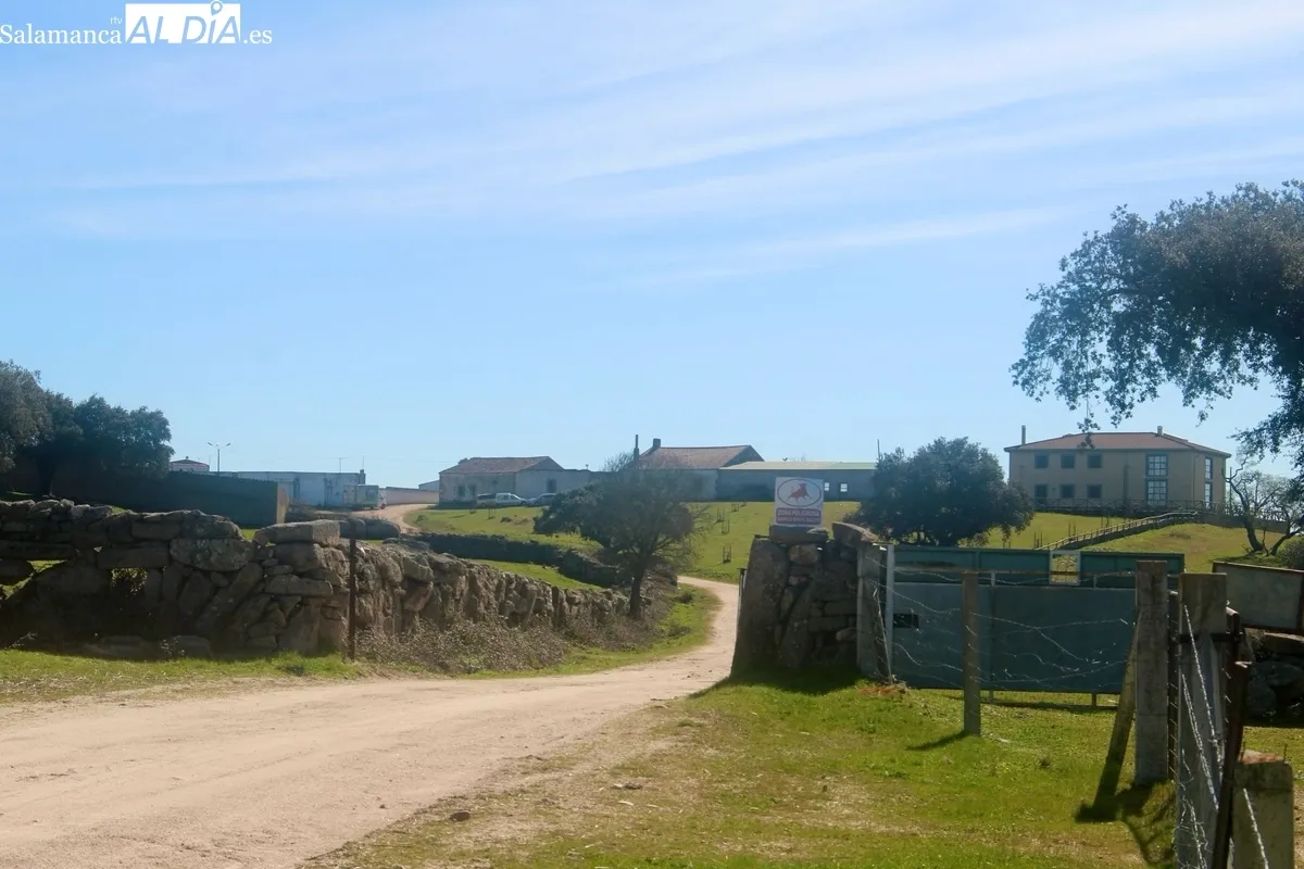 Herradero en la finca municipal de Rollanejo, en El Cubo de Don Sancho  