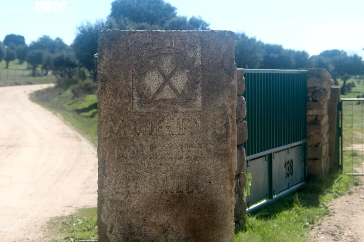 Herradero en la finca municipal de Rollanejo, en El Cubo de Don Sancho  