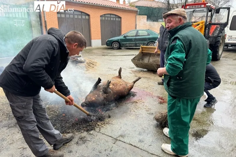 VIII Matanza Tradicional de Macotera