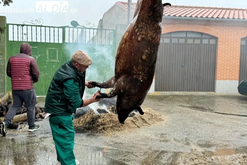 VIII Matanza Tradicional de Macotera