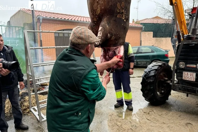 VIII Matanza Tradicional de Macotera
