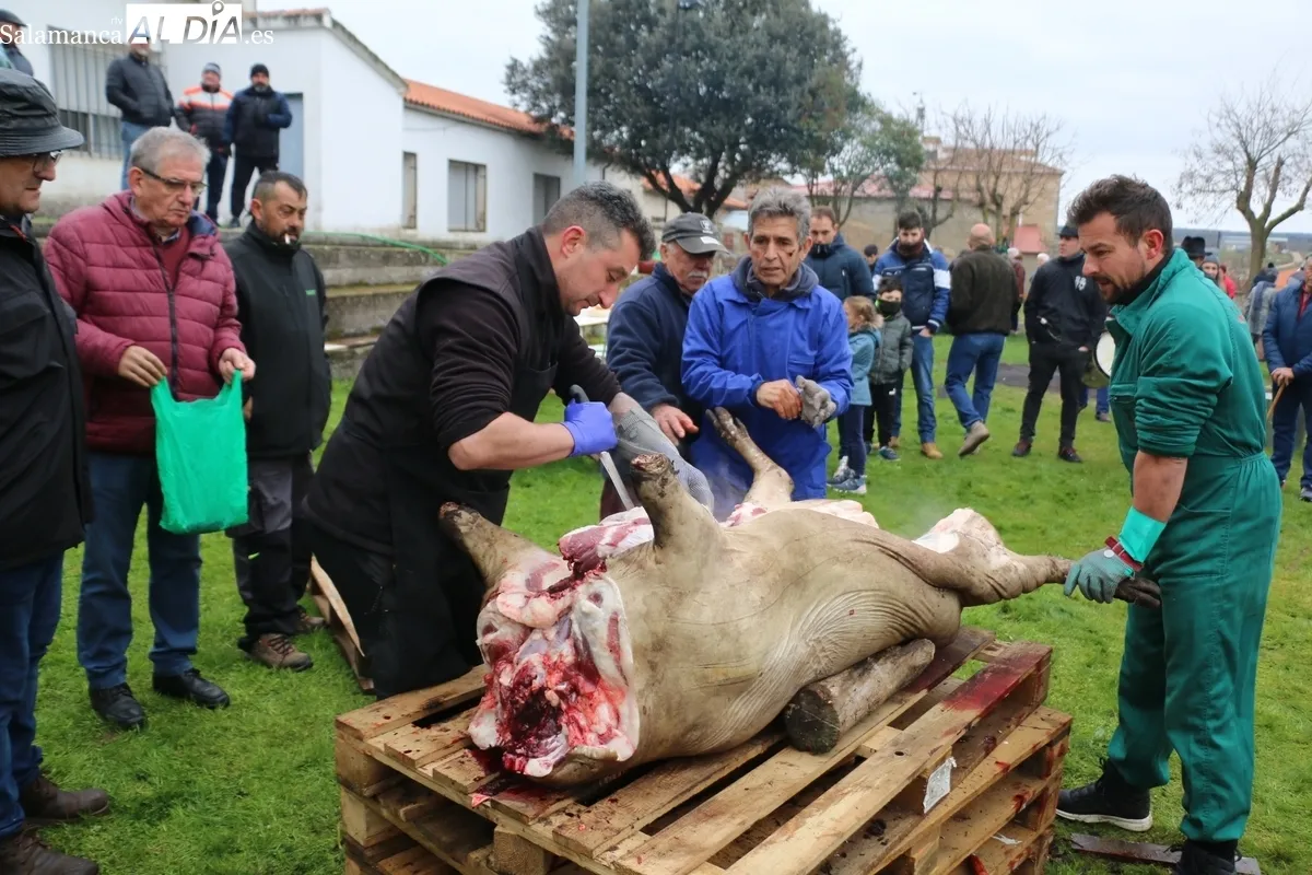 Animada Fiesta de la Matanza Tradicional en Cipérez / CORRAL