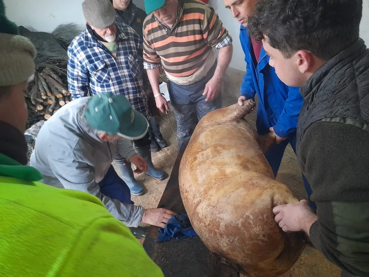 Matanza tradicional en Peralejos de Abajo