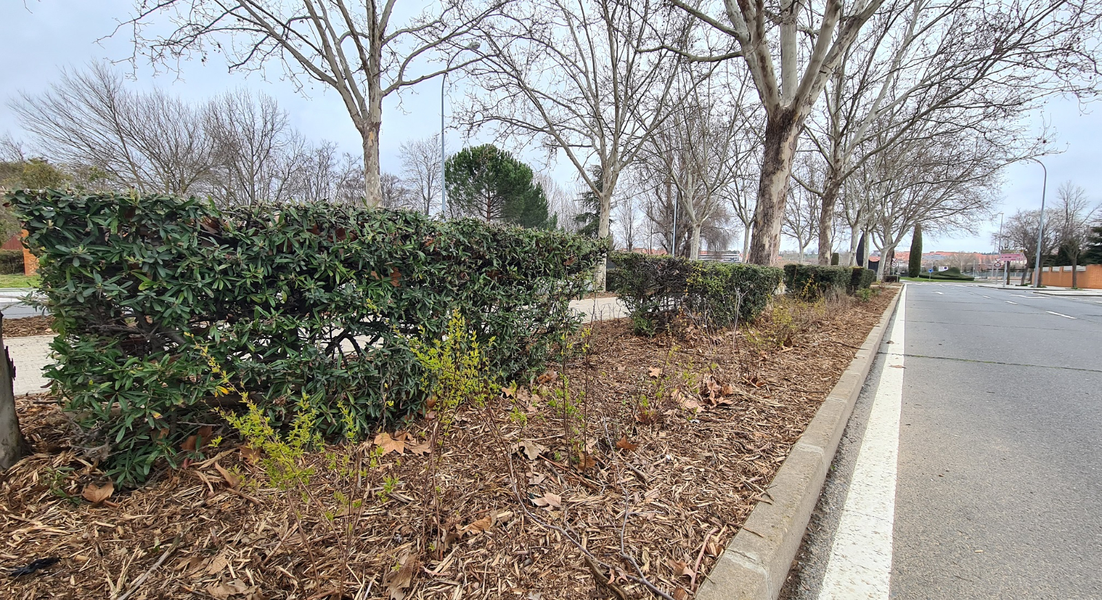 Renovación de zonas verdes en Salamnaca