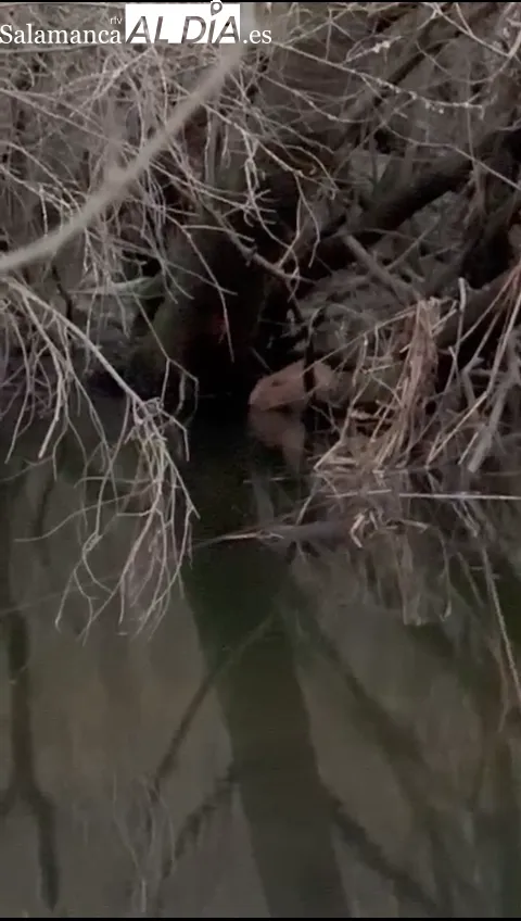 Primeras imágenes de un castor euroasiático en la provincia de Salamanca 