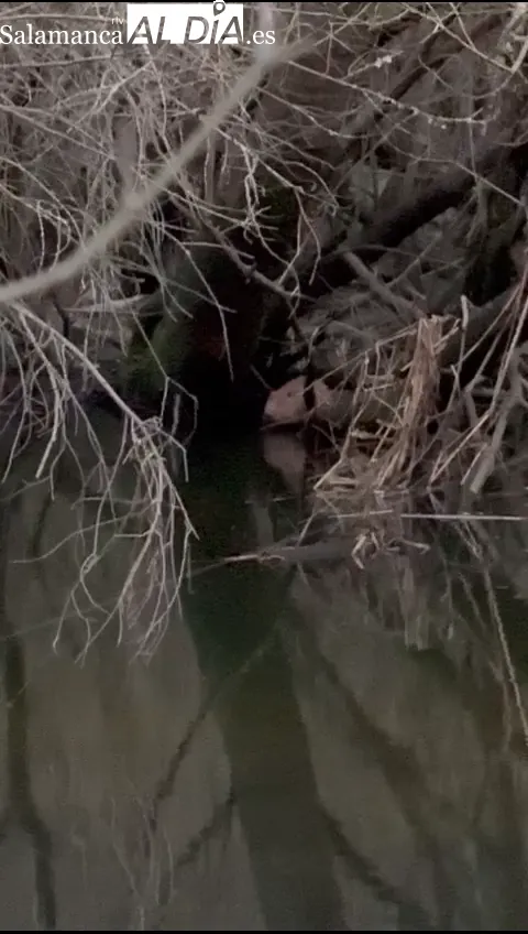 Primeras imágenes de un castor euroasiático en la provincia de Salamanca 
